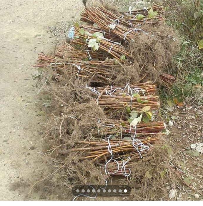 Продавам добре вкоренен разсад корени със уникална корено ва система