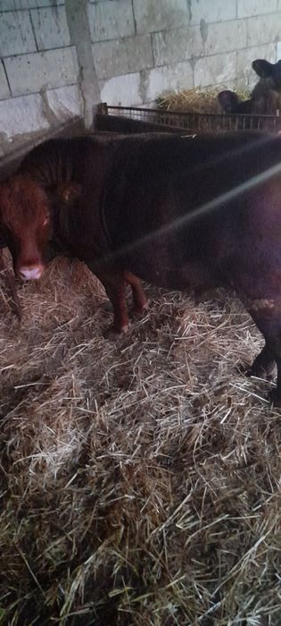 7 taurassi angus
