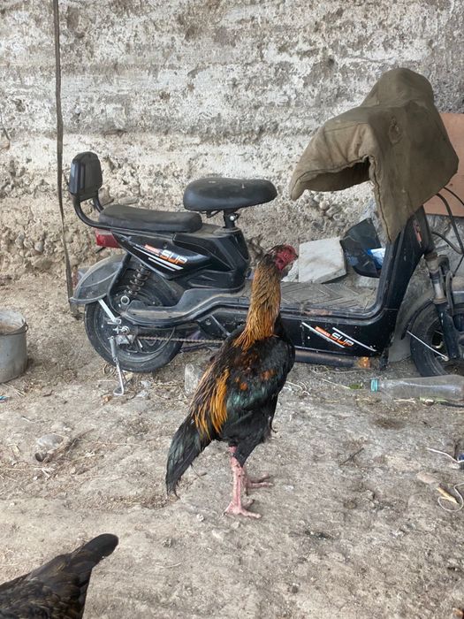 Дакан кораз сатылады