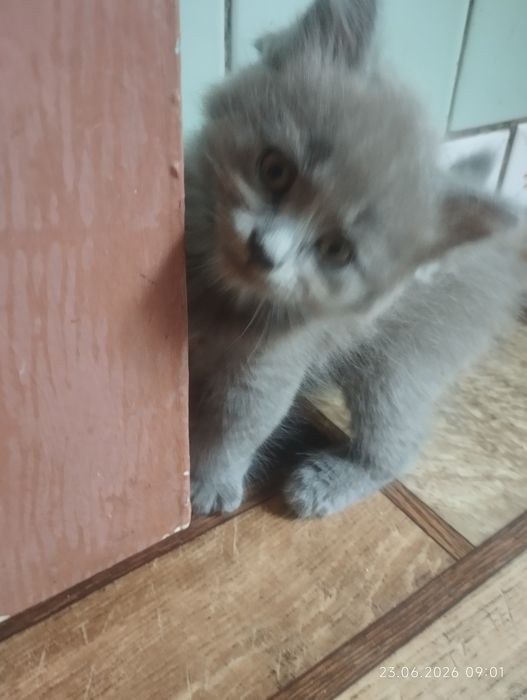 Продаются котята