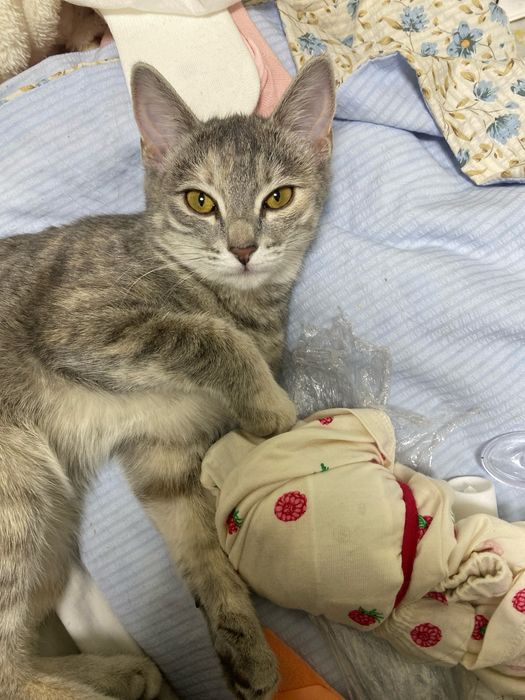 Отдаём котят в добрые руки