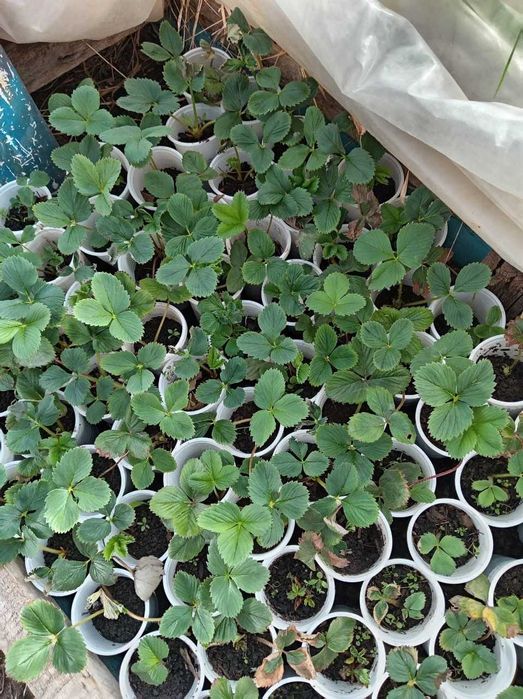 ПРОДАМ Рассаду Закаленную