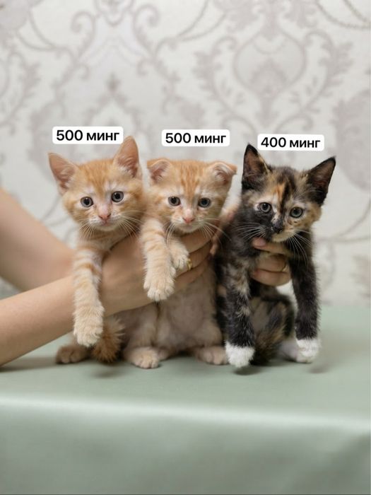 Скотш фолд котята и мама
