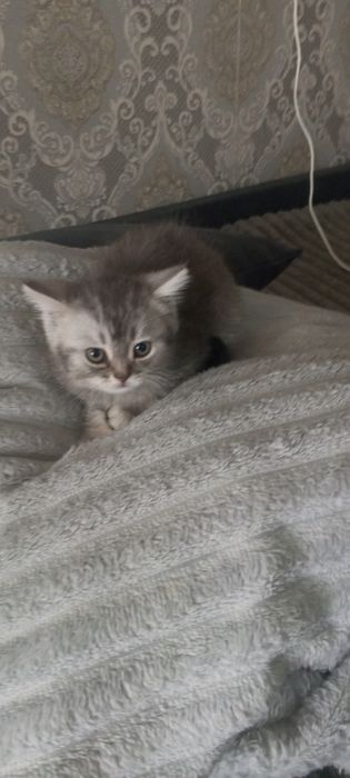 Британский котенок.