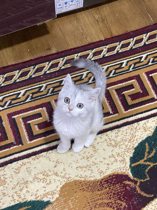 Породистая кошка