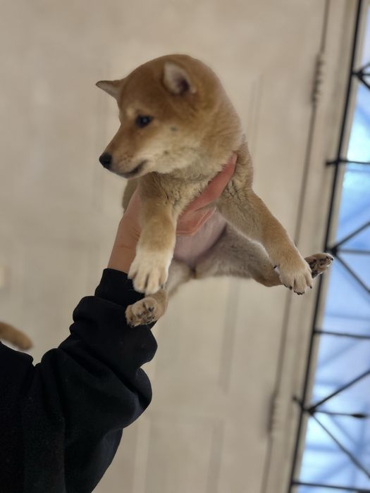 Shiba inu fetita