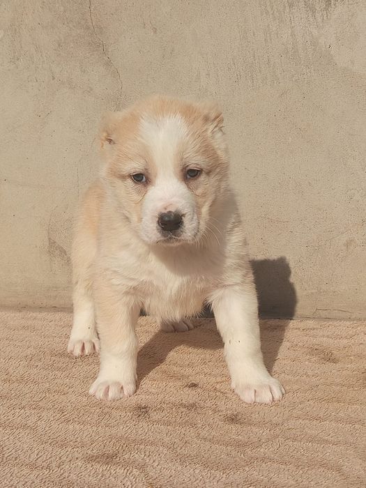 Щенки САО Алабай