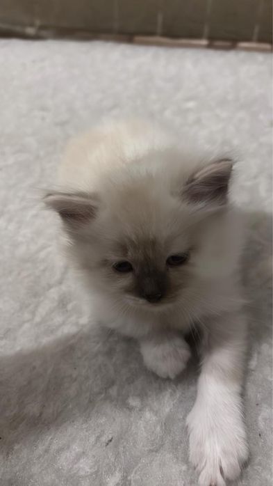 прекрасные котята