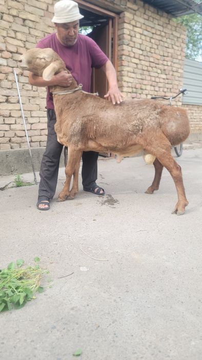 Arashan qozi qochqor sotiladi