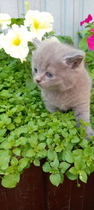 Продаются котята британчики.