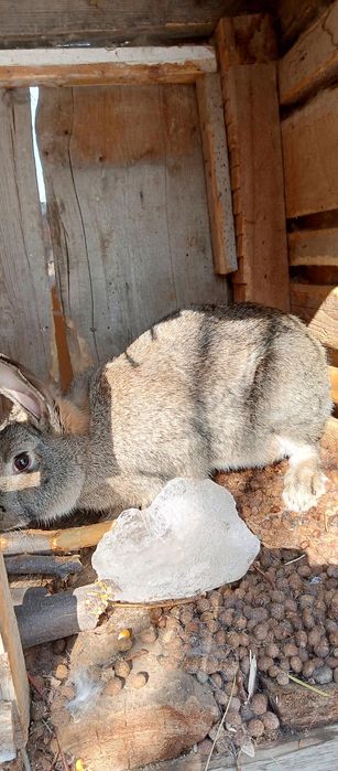 Продам кроликов фландер