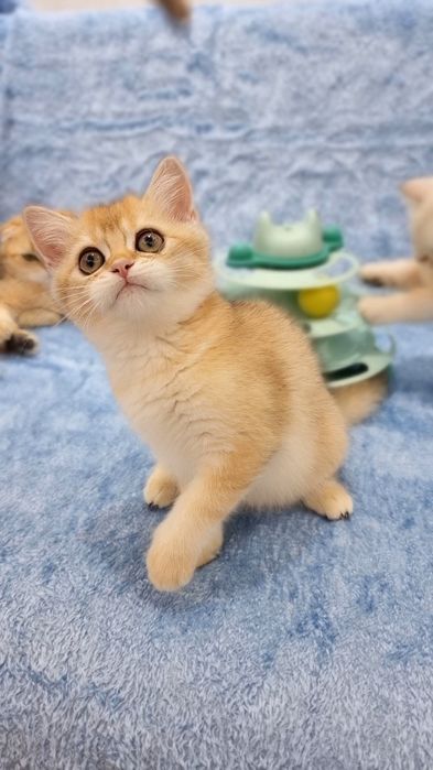 Золотая шиншила девочка Скотиш страйт.