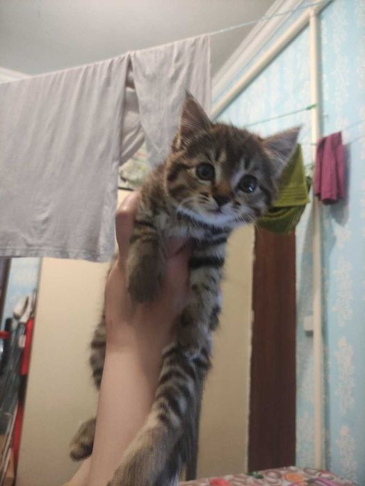 Домашние котята (4 месяца. отдам в добрые руки)