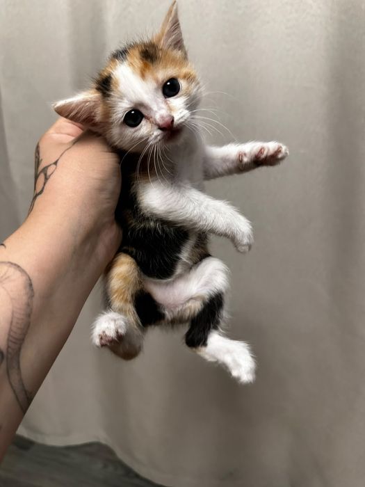 Котята 1,5 месяца в добрые руки