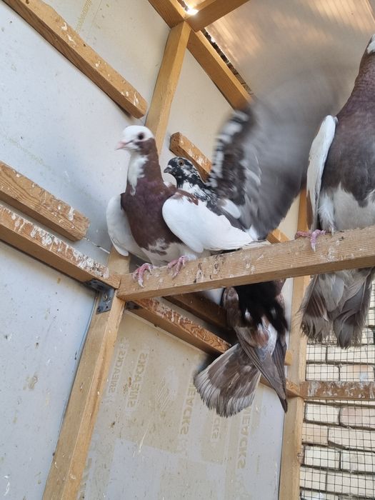 Arzon Kaptarla sotiladi