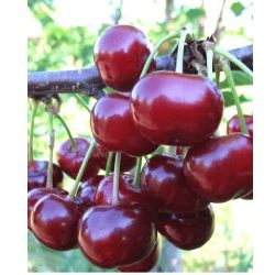 Pomi fructiferi columnari calitatea 1