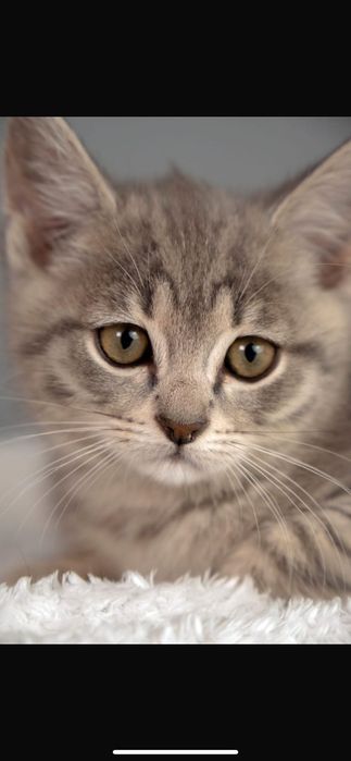Котенок в добрые руки