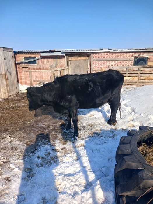 Продам Крс Бычек 2год 1   Телки 380000