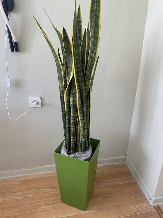 Продам комнатные цветы