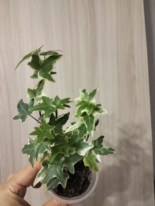 Комнатные растения.