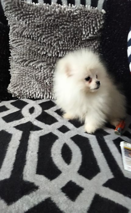 Pomeranian toy baietel