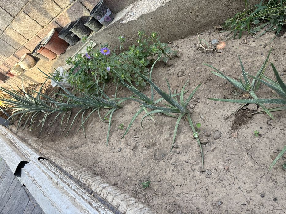 Продам алоэ вера