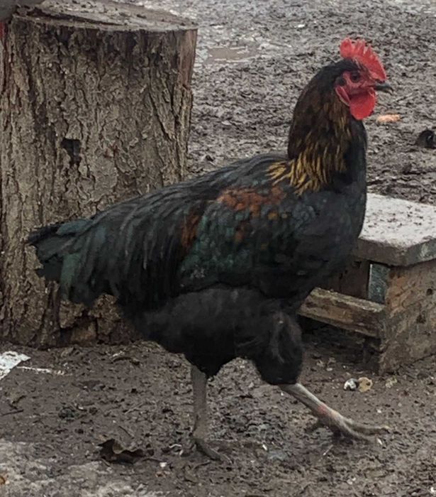 Продам петушков джерсийского гиганта