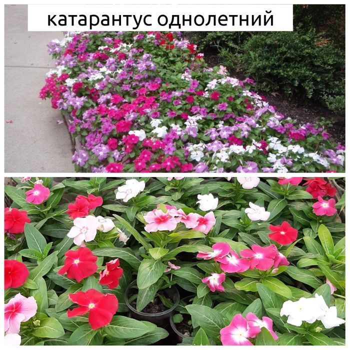 Петуния цветы рассада