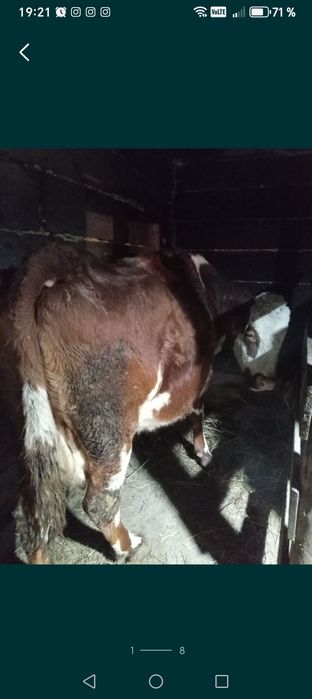 Продам корову и быка