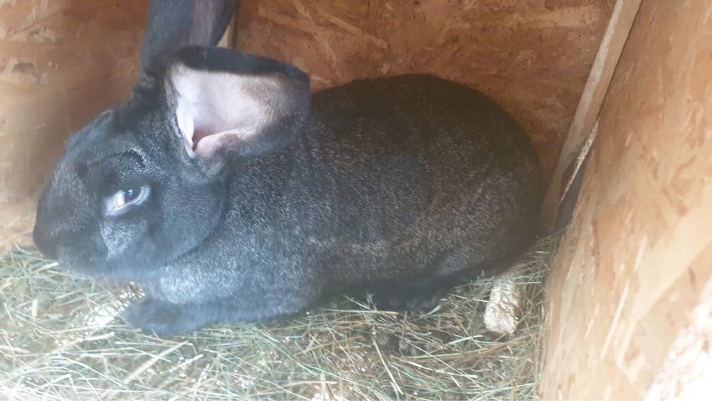 Uriaș german fluture si gri fier