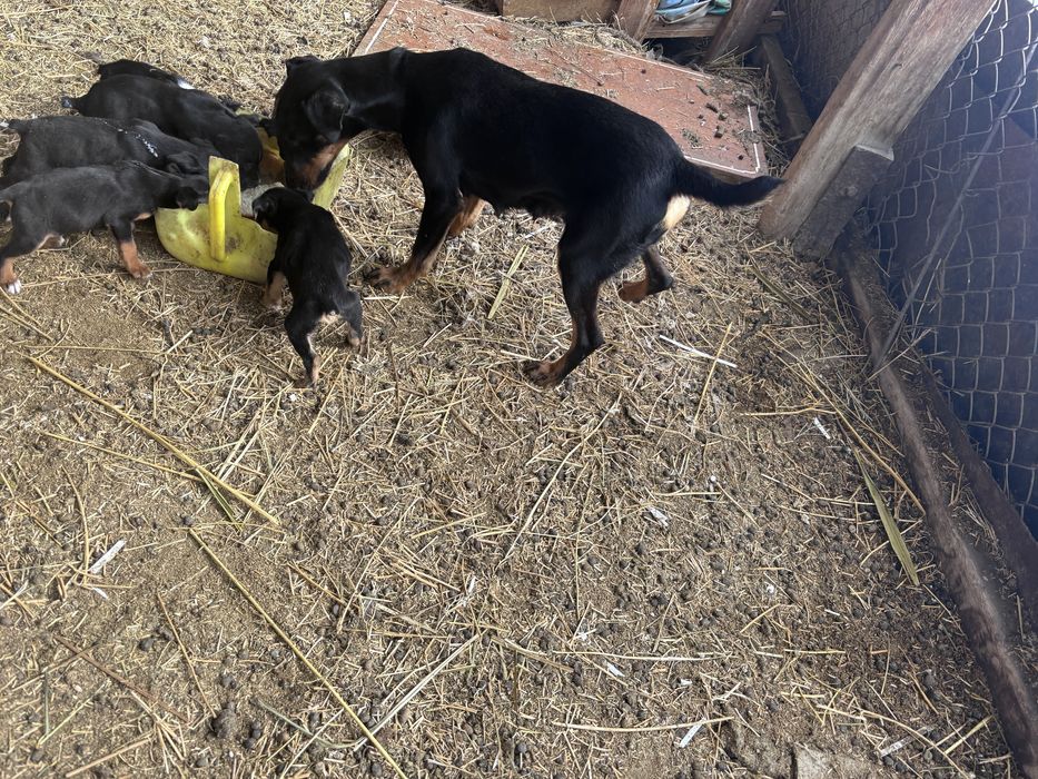 Ягдтерьер күшіктер сатылады