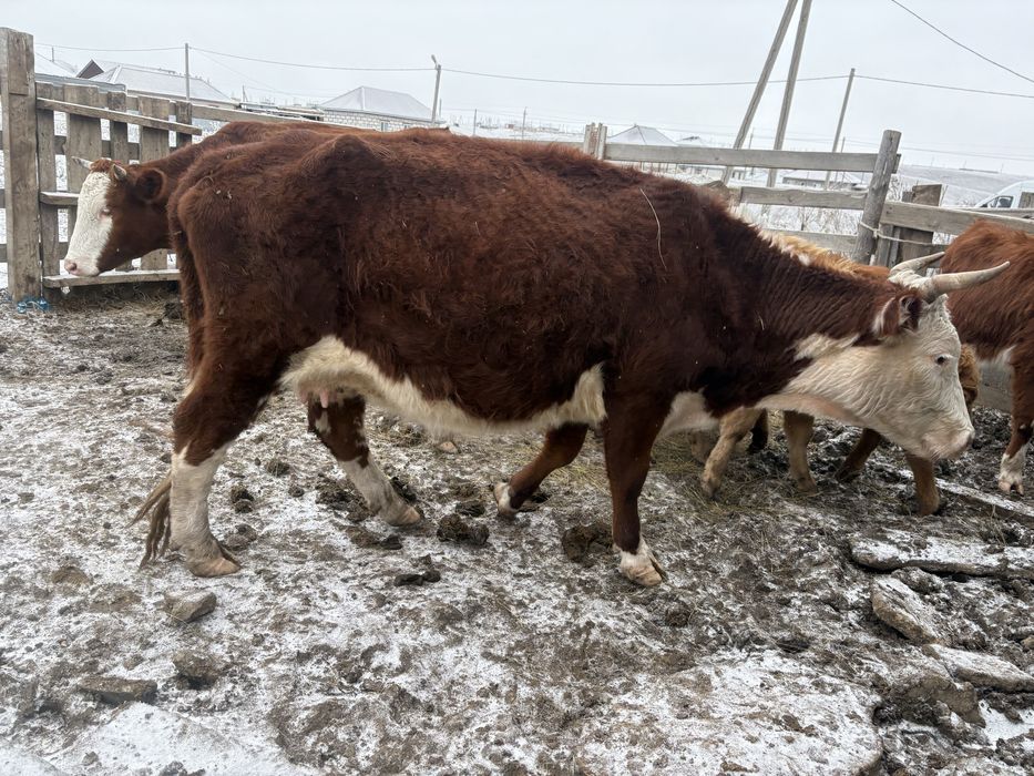 Продам корову на согым