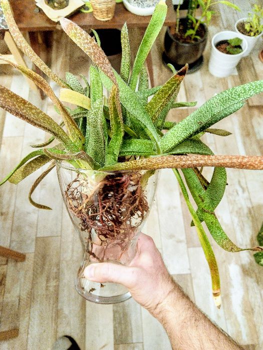 Gasteria carinata var. verrucosa - вкоренени издънки