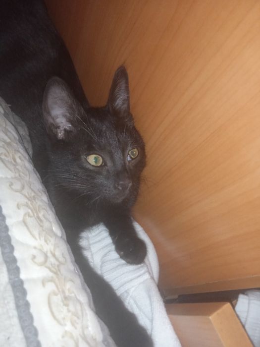 Одам в добрые руки котят