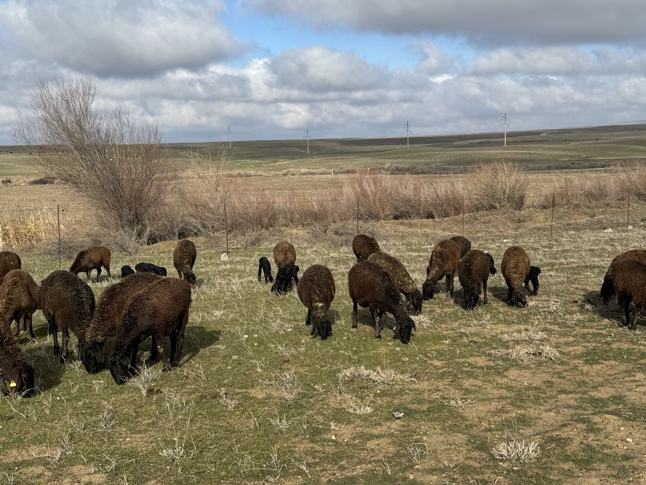 Кой сатылад жас барлыгы