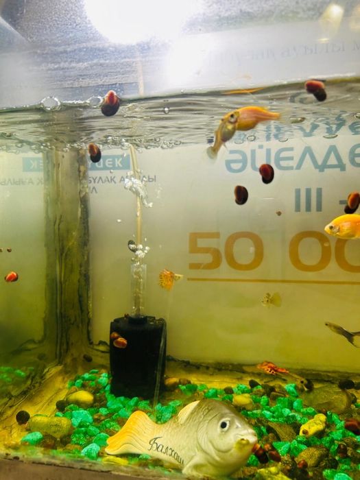 Аквариум (рыбы).