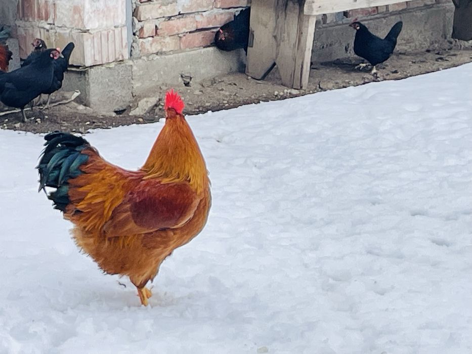 Cocosi tineri New Hampshire