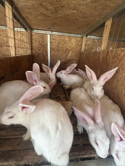 Зайци за месо и разплод