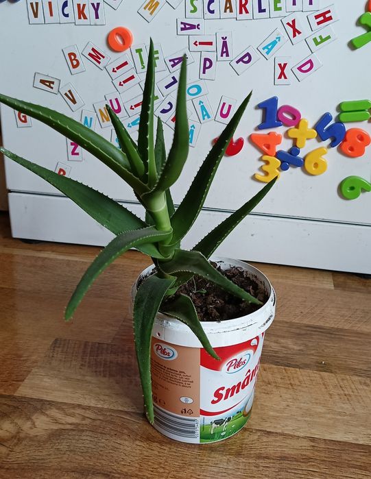 Aloe Arborescens