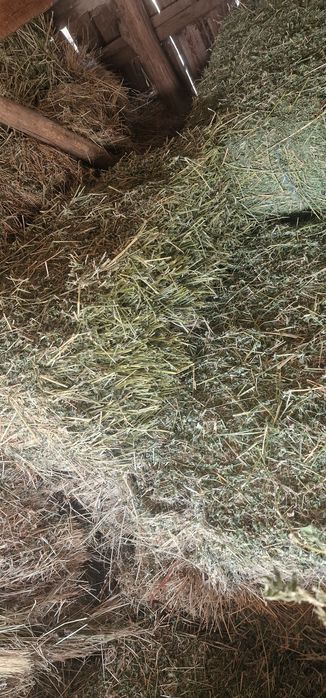 Vând baloți de lucernă