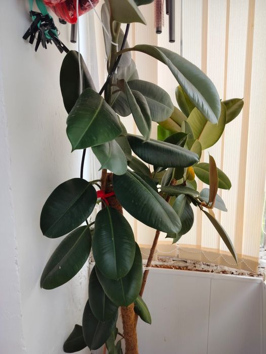 Продам Фикус (Бенджамин)