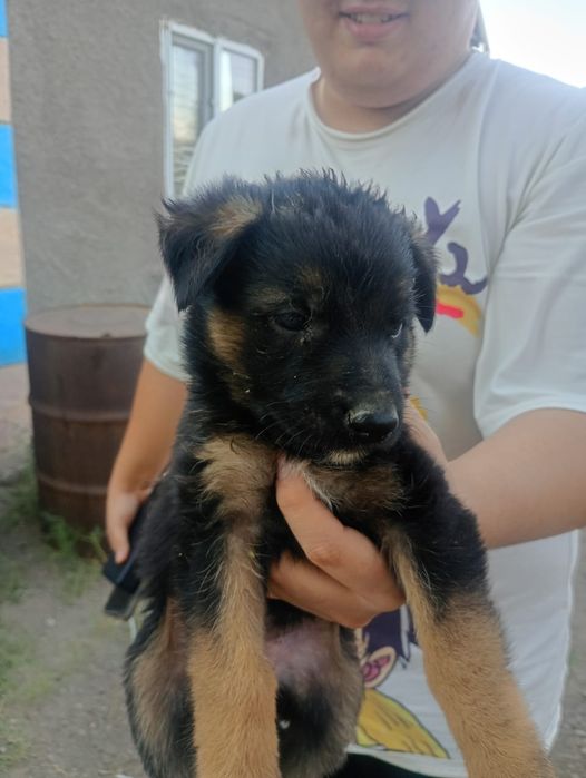 Продам щенков овчарка