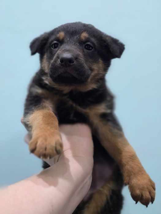 Продам щенков(девочек) немецкой овчарки