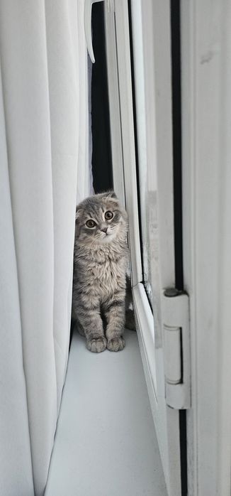 Продаётся красавчик Пушок
