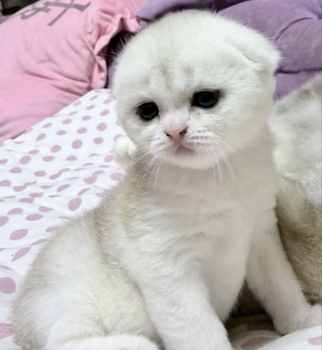 Шотланский Скоттиш Фолд! Колорная Шиншилла!