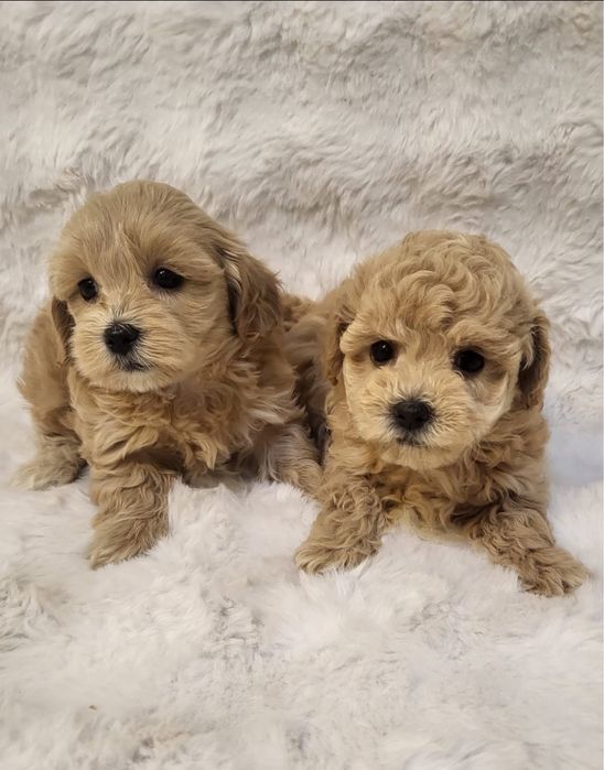 Maltipoo  pudel pui