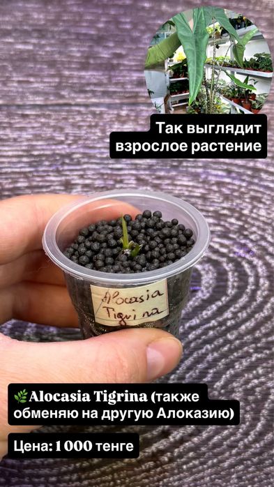 Алоказия Розовый дракон