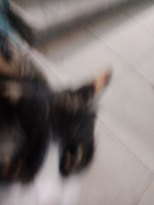 Кошка ищет хозяина