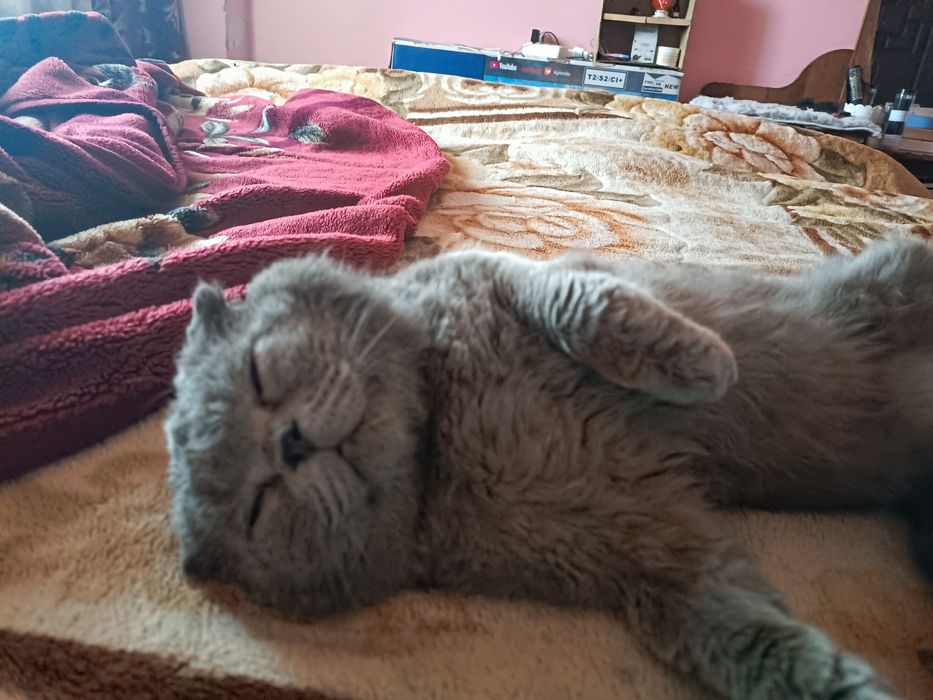 Britanskiy Scottish fold