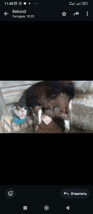 Ақ бас бұзау жемде тұр.